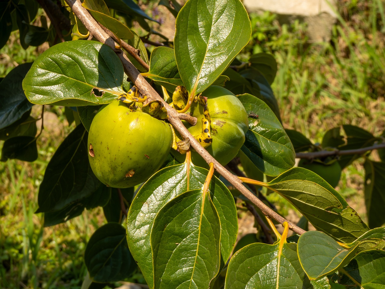 Diospyros kaki _2025-08-20_1-6