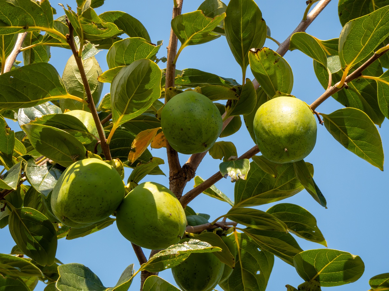 Diospyros kaki _2025-08-20_1-7