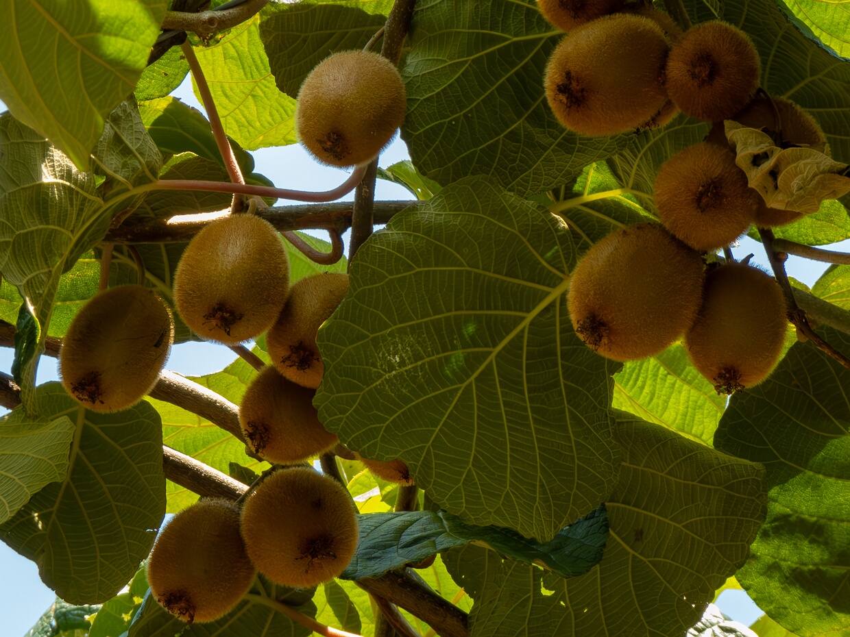 Актинидиевые - Actinidiaceae The Actinidiaceae are a small family of flowering plants commonly known as the Chinese gooseberry family. The family has...