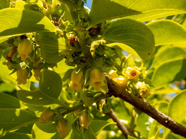 Эбеновые - Ebenaceae The Ebenaceae are a family of flowering plants belonging to order Ericales. It includes ebony and persimmon among about...