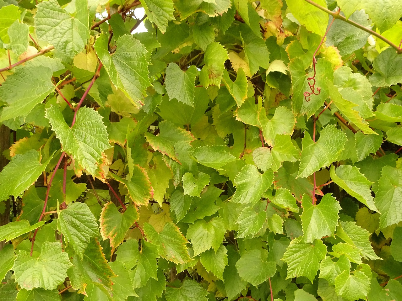 DSC05271