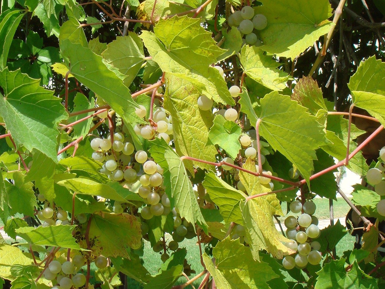DSC02304
