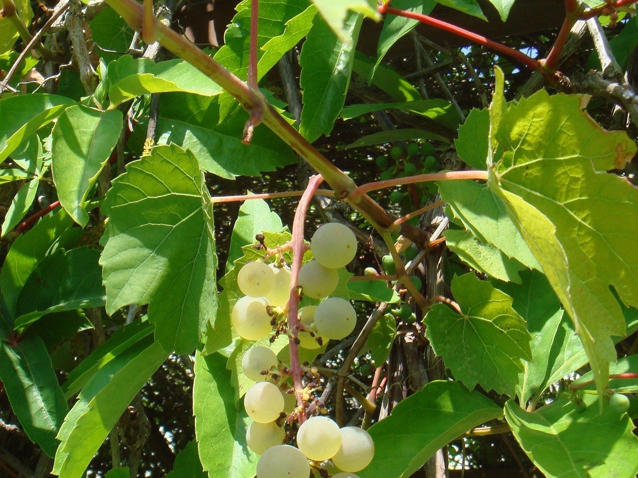 DSC02306