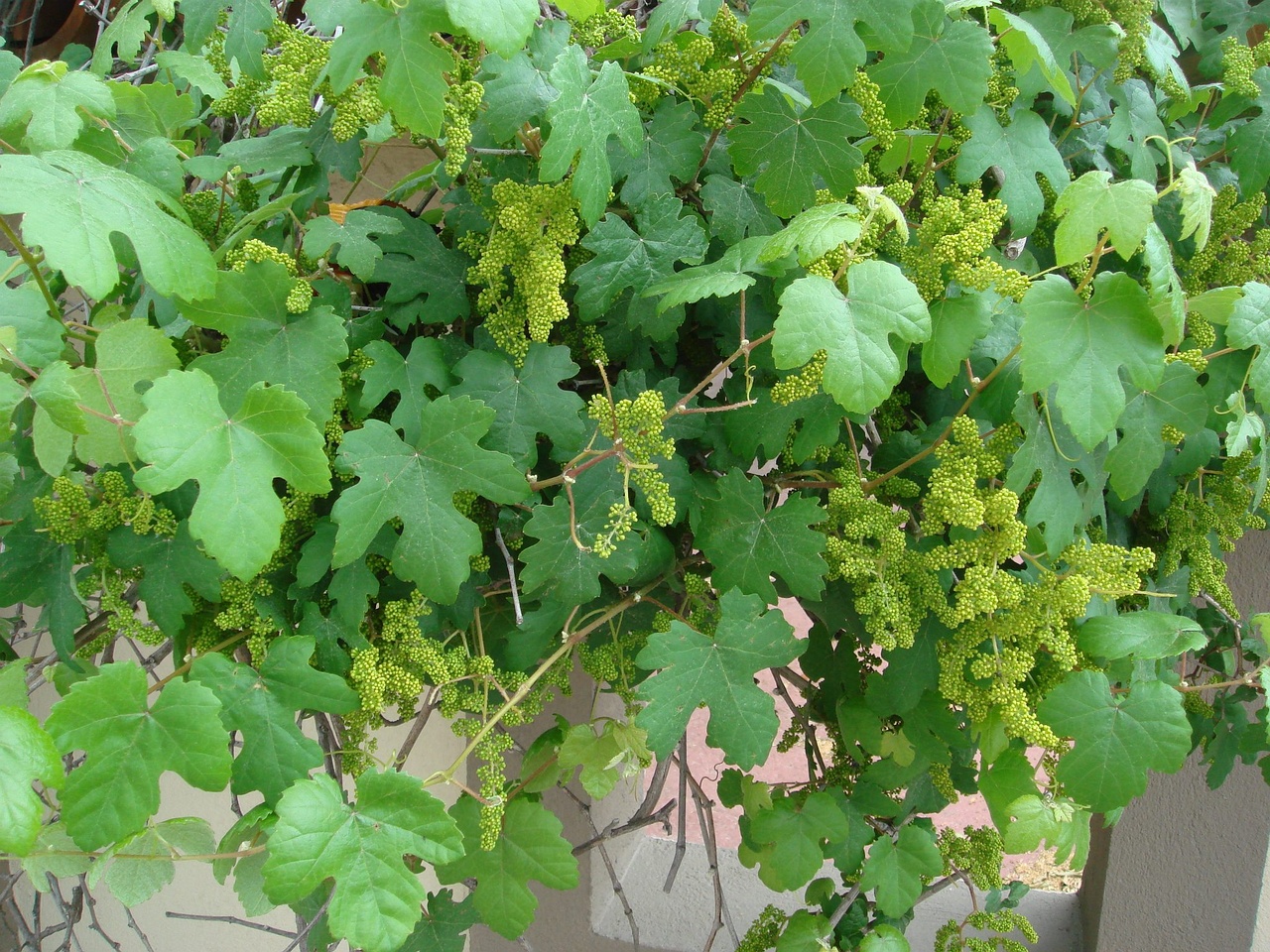 DSC02424