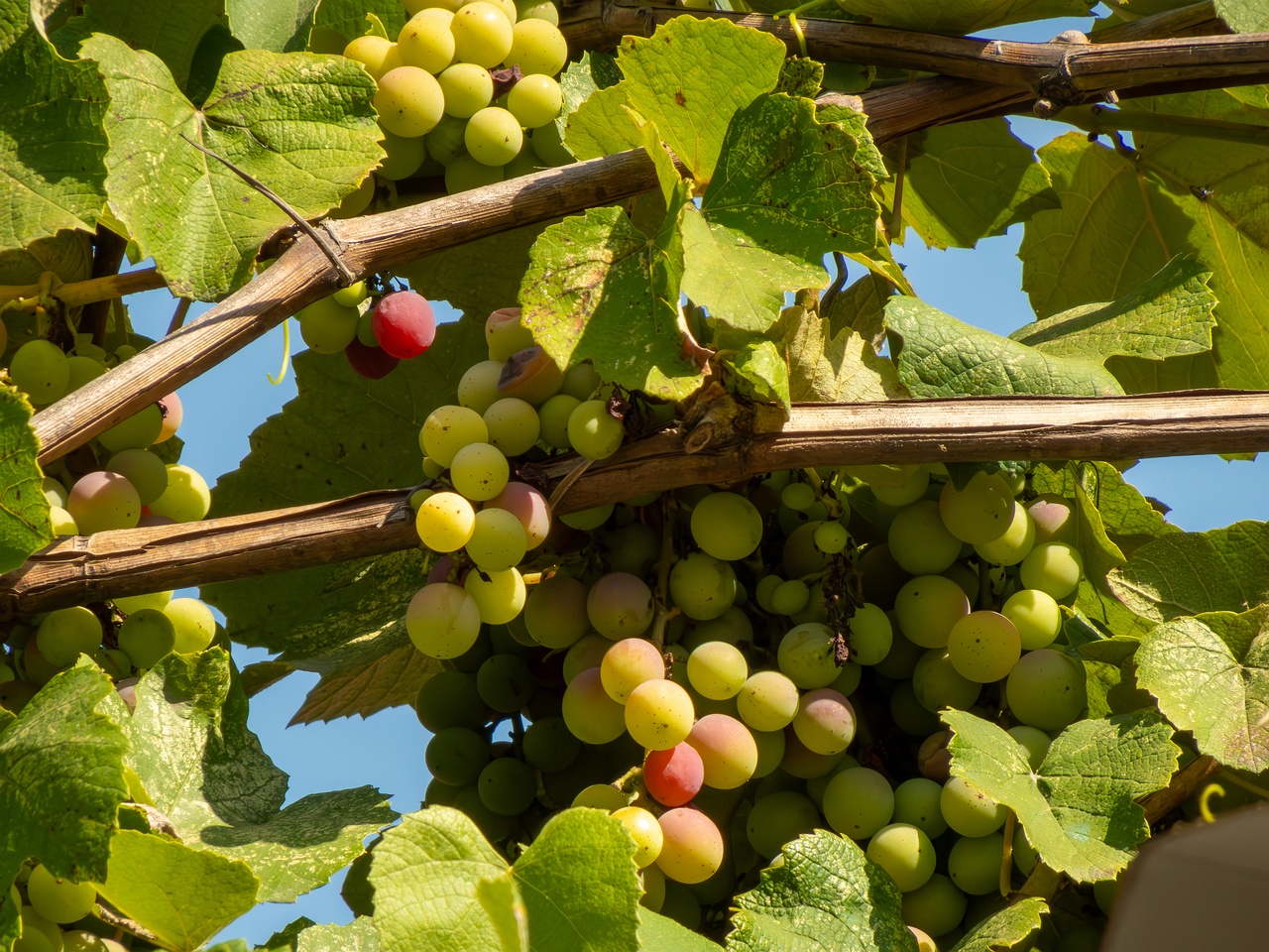 Vitis labrusca _2025-08-20_1-5