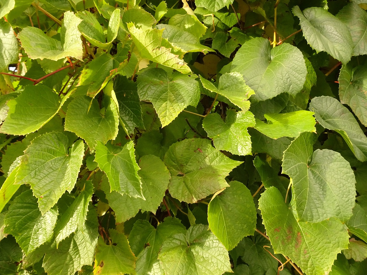 DSC05277