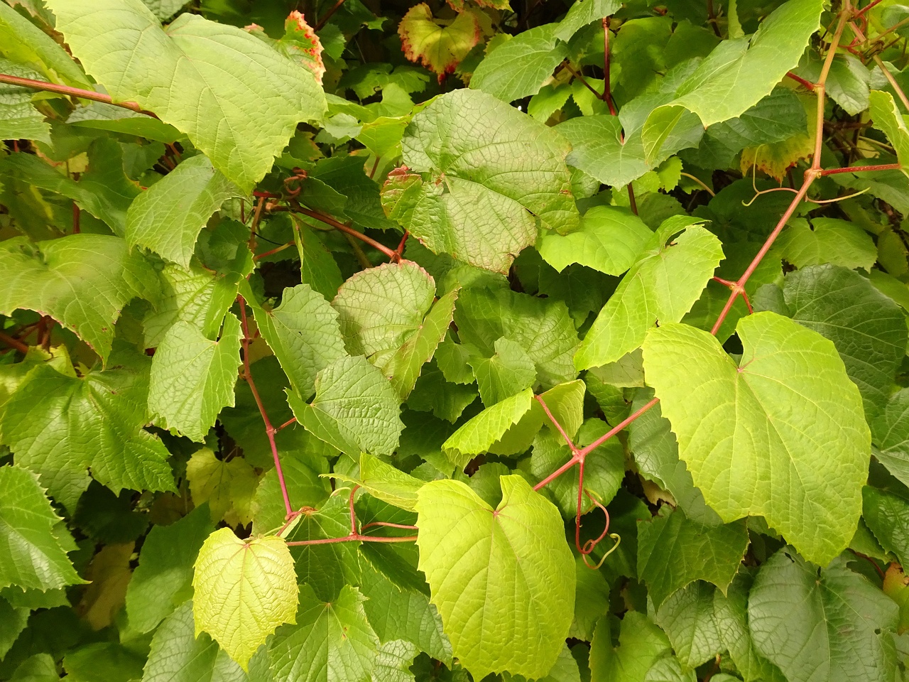 DSC05279