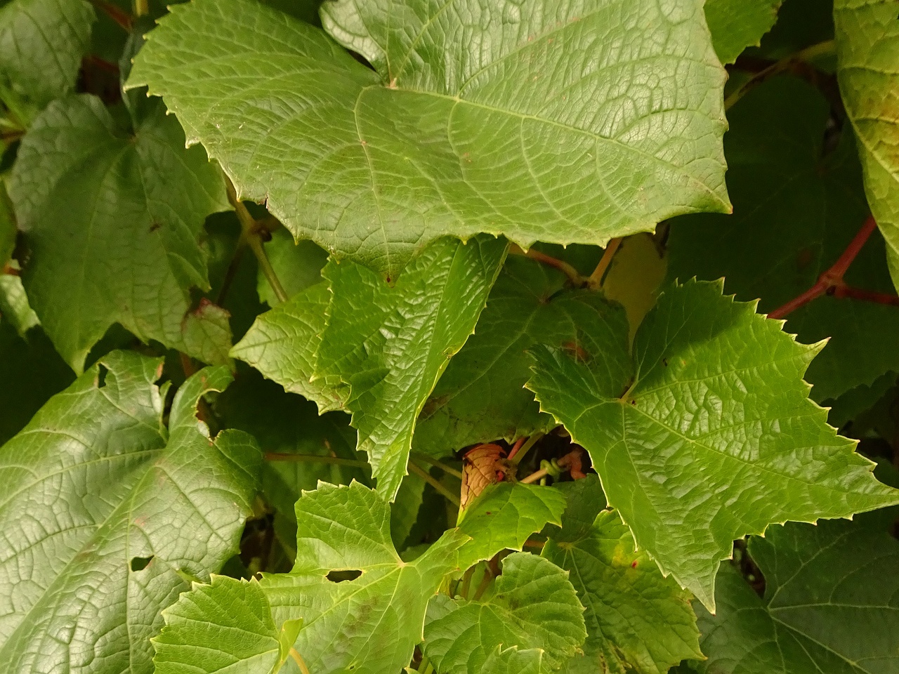 DSC05280