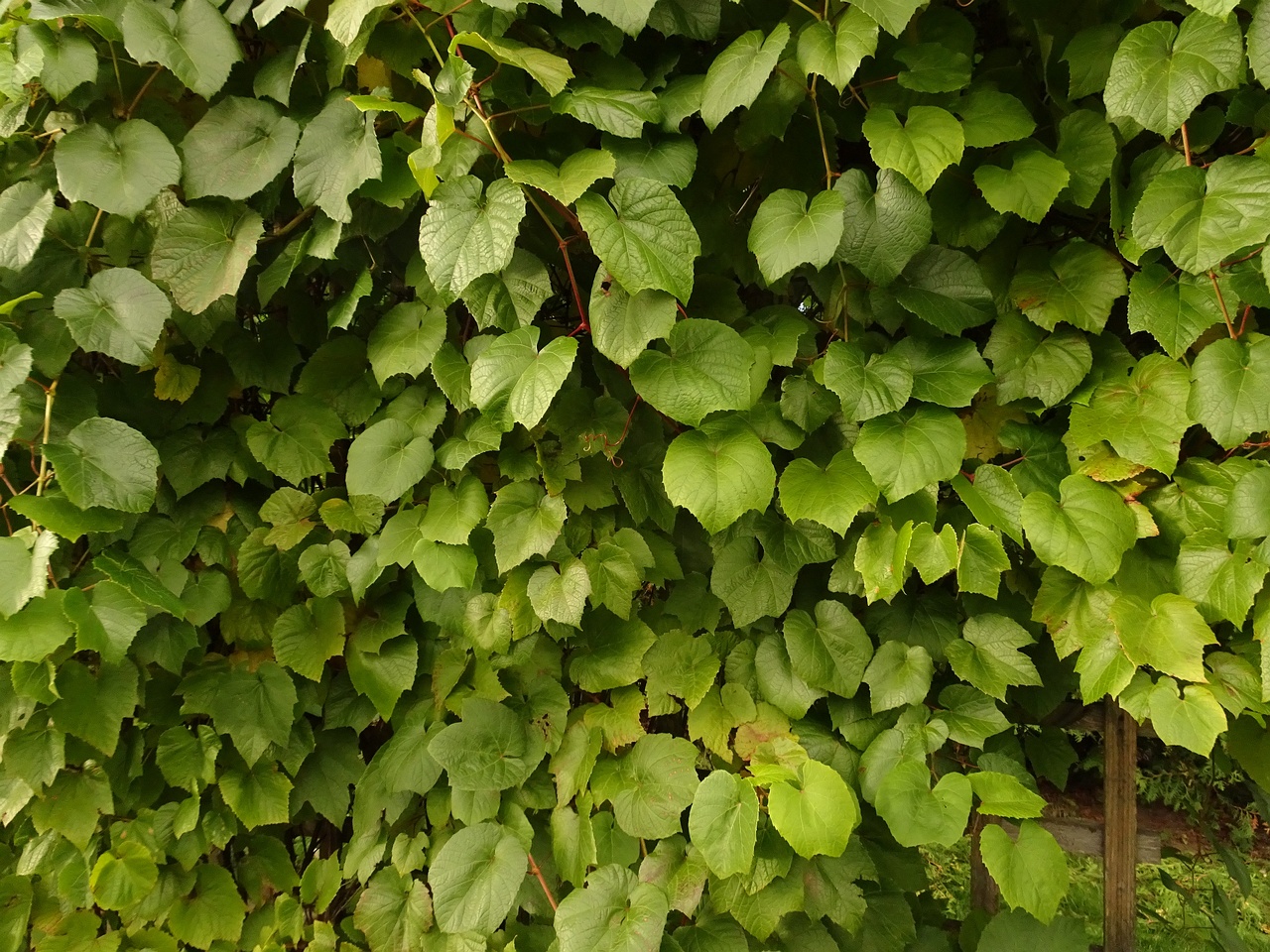 DSC05282