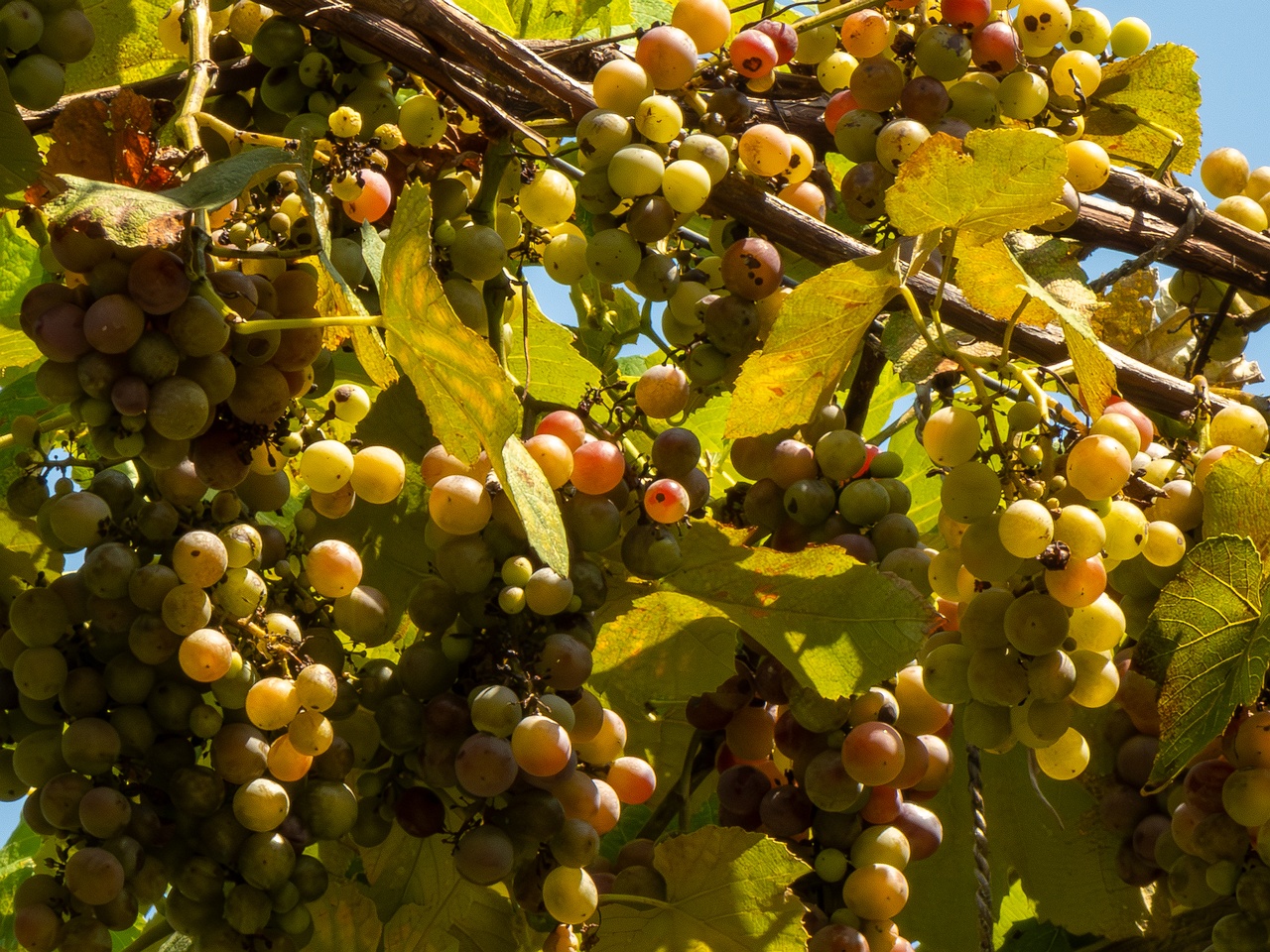 Vitis × labruscana _2025-08-20_1-1