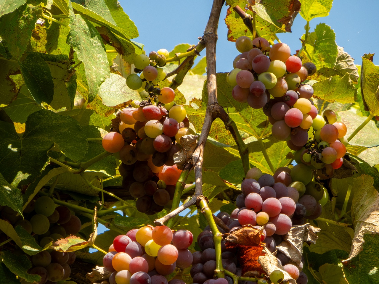 Vitis × labruscana _2025-08-20_1-12