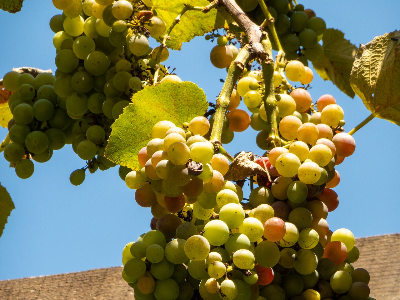 Vitis × labruscana _2025-08-20_1-5