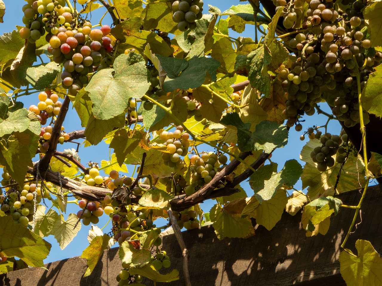 Vitis × labruscana _2025-08-20_1-8