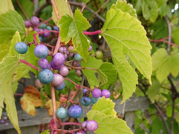 Виноградовник хмелелистный - Ampelopsis humulifolia