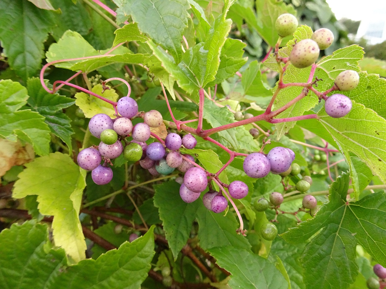 DSC05162