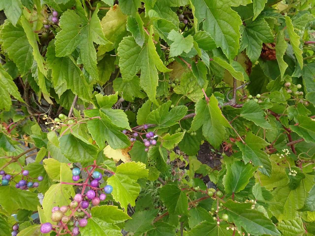 DSC05163