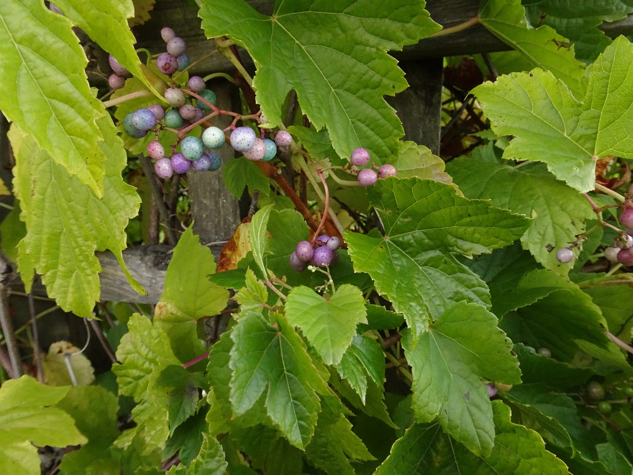 DSC05165