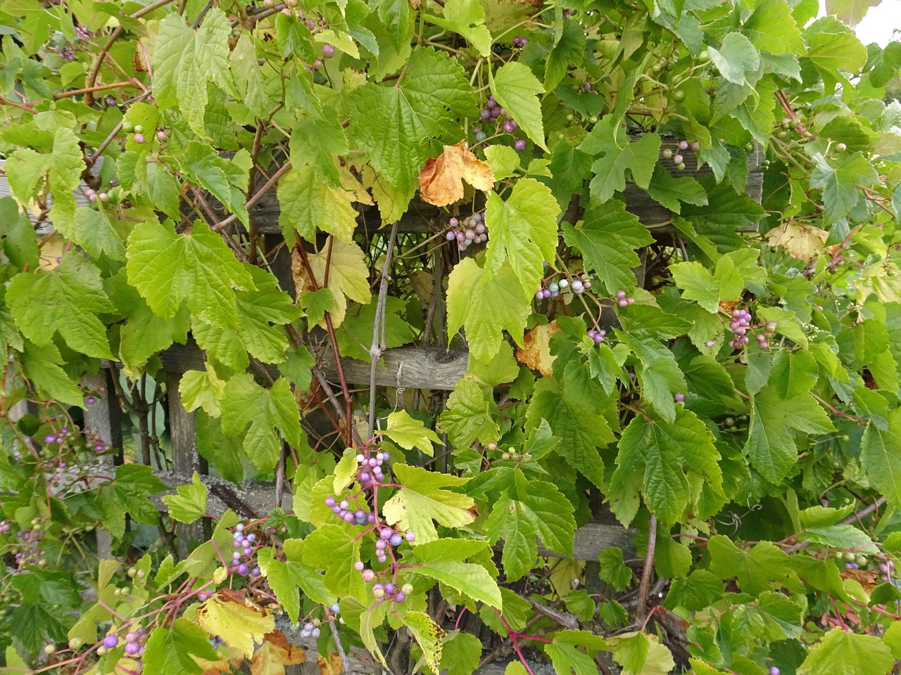 DSC05166