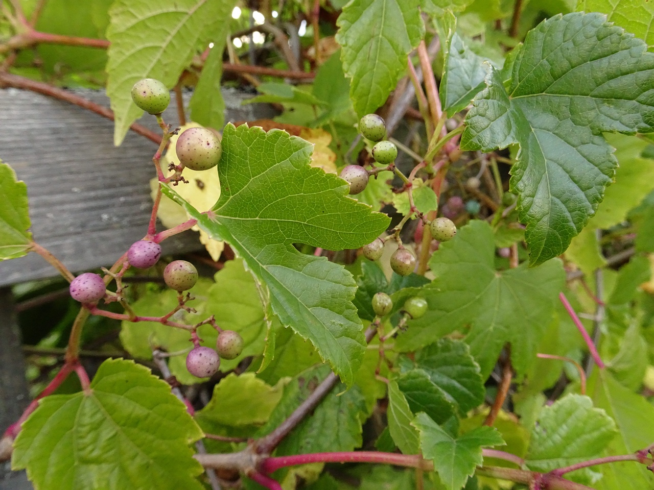 DSC05167