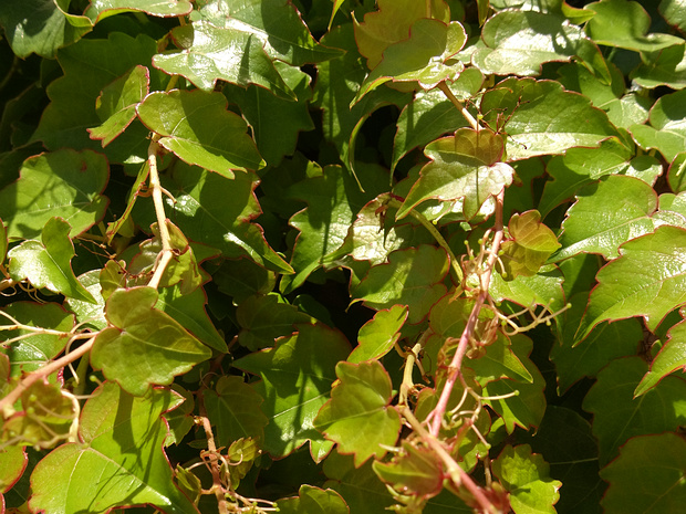 Девичий виноград триостренный - Parthenocissus tricuspidata