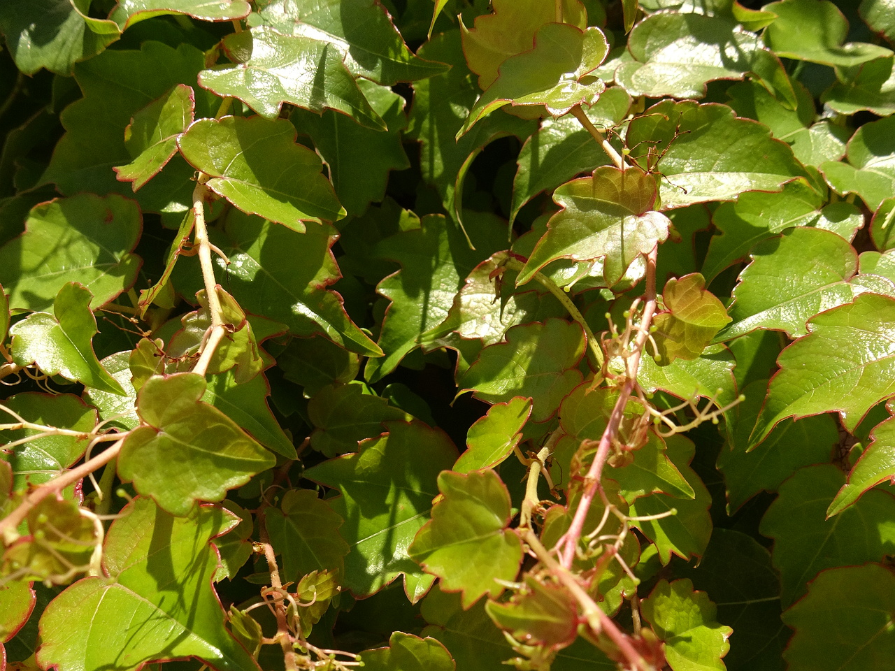 DSC03492