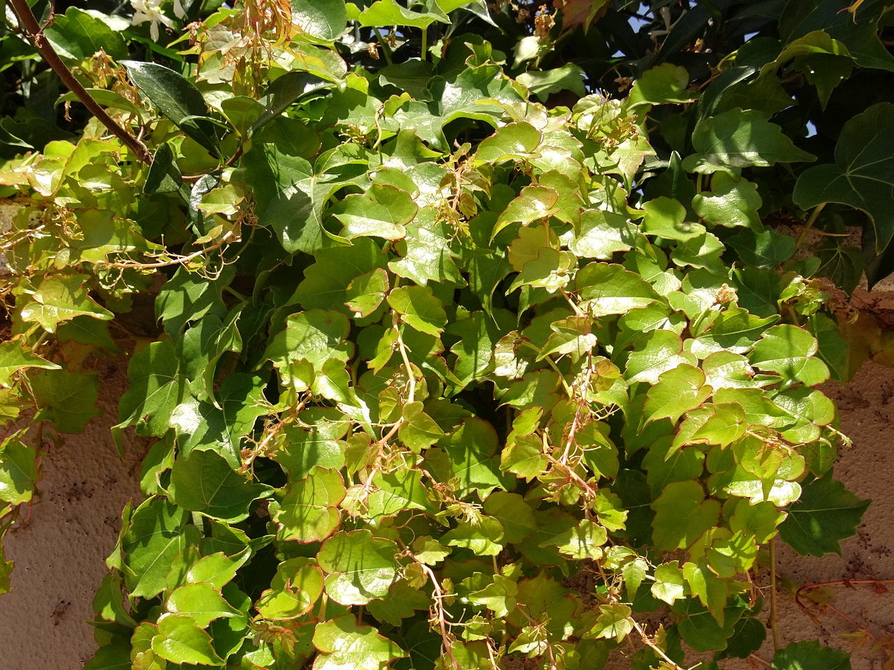 DSC03494