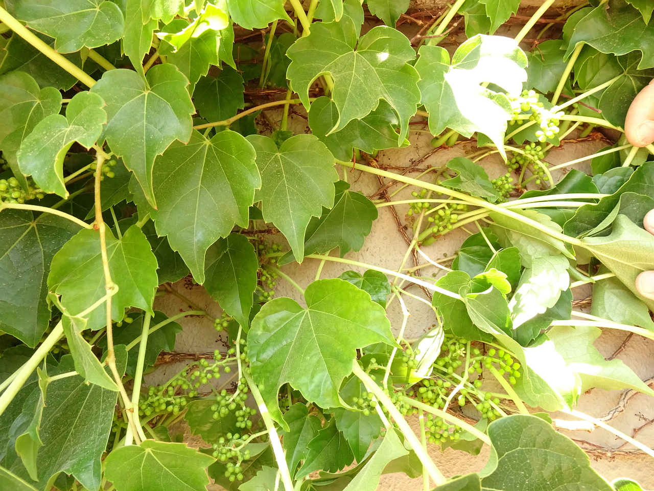 DSC03515