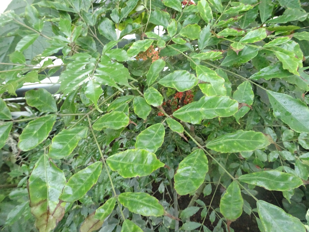 DSC00625