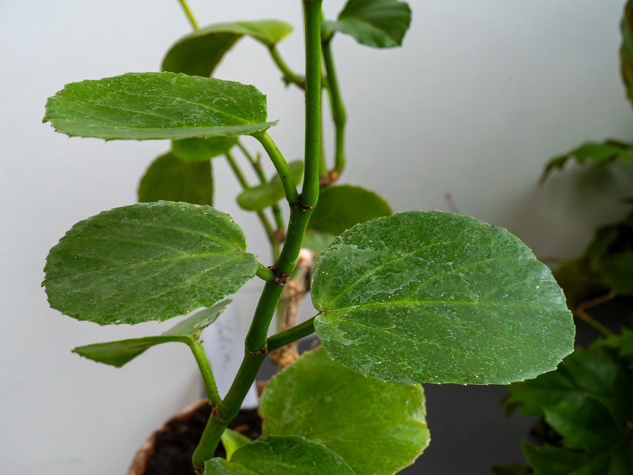 Cissus rotundifolia _2025-04-12_1-2