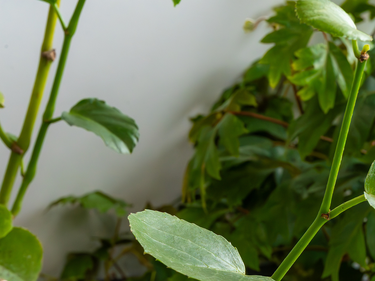 Cissus rotundifolia _2025-04-12_1-4