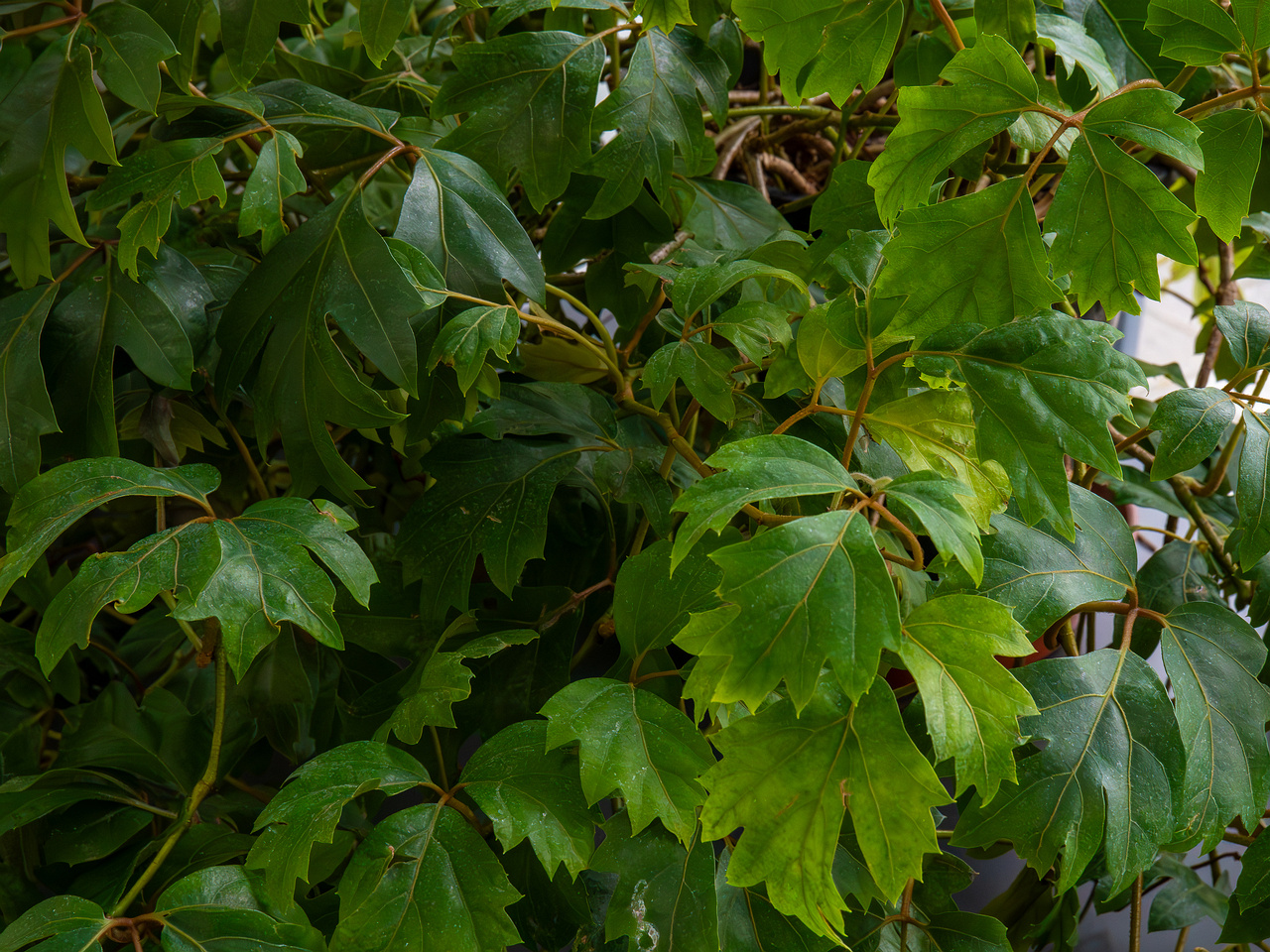 !Cissus rhombifolia 'Ellen Danica' _2025-04-12_1-2