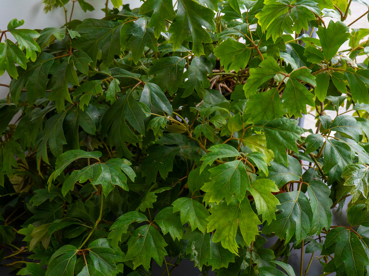 Cissus rhombifolia 'Ellen Danica' _2025-04-12_1-1