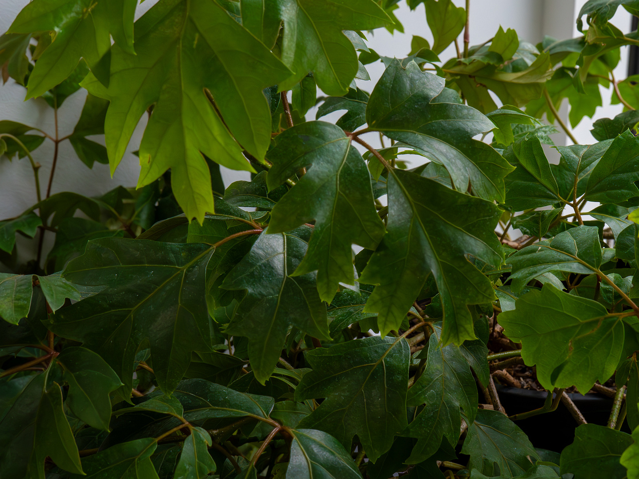 Cissus rhombifolia 'Ellen Danica' _2025-04-12_1-3