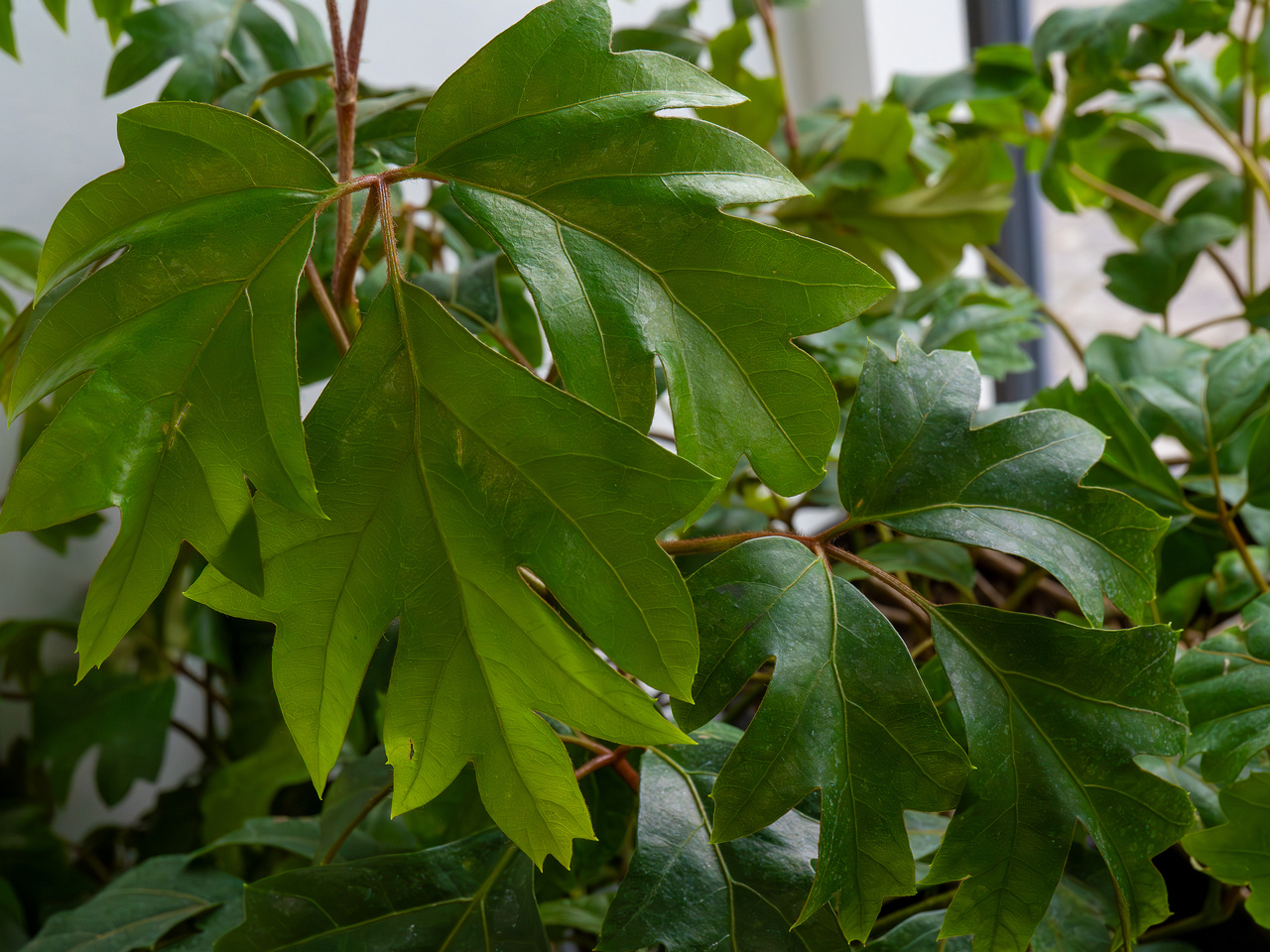 Cissus rhombifolia 'Ellen Danica' _2025-04-12_1-4