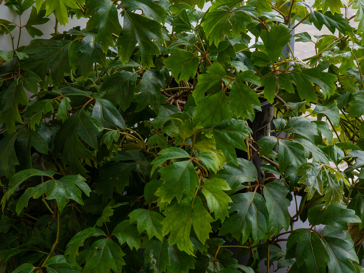Cissus rhombifolia 'Ellen Danica' _2025-04-12_1-5