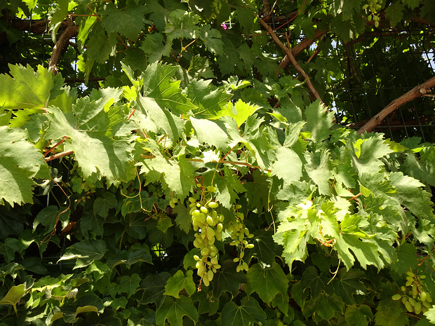 Виноградные - Vitaceae