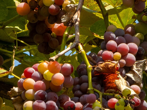 Виноград x лабрускана - Vitis x labruscana