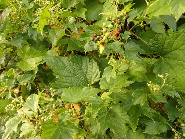 Виноградовник короткоцветоножковый разн. Максимовича - Ampelopsis brevipedinculata var. maximowiczii