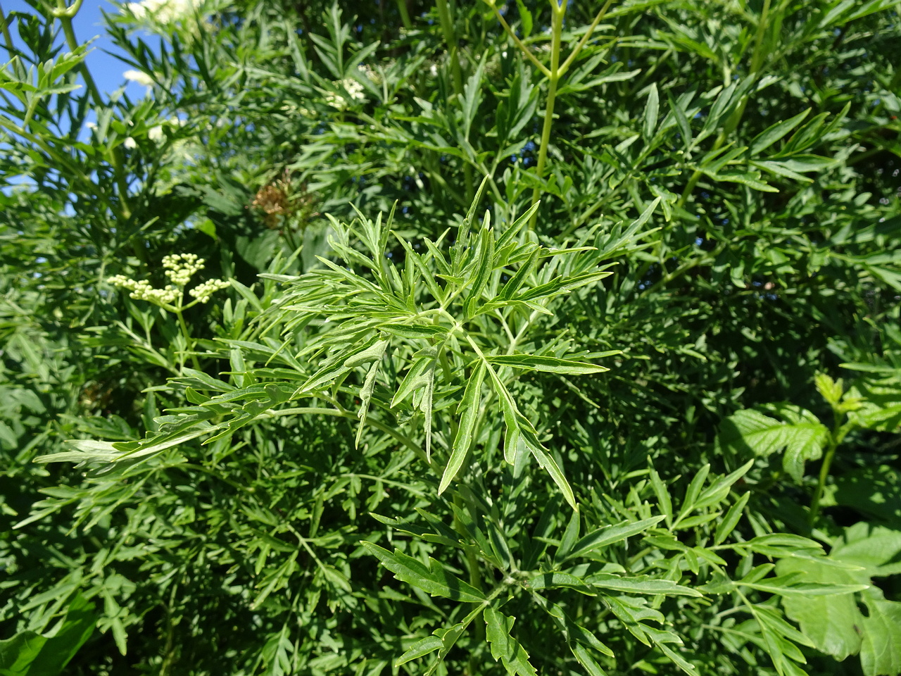DSC08884