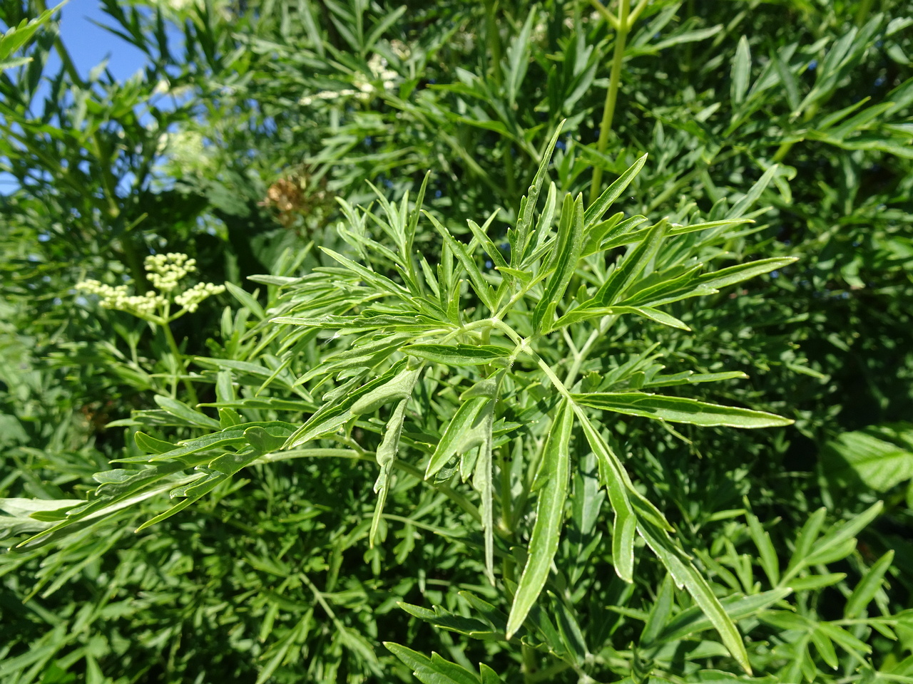 DSC08885