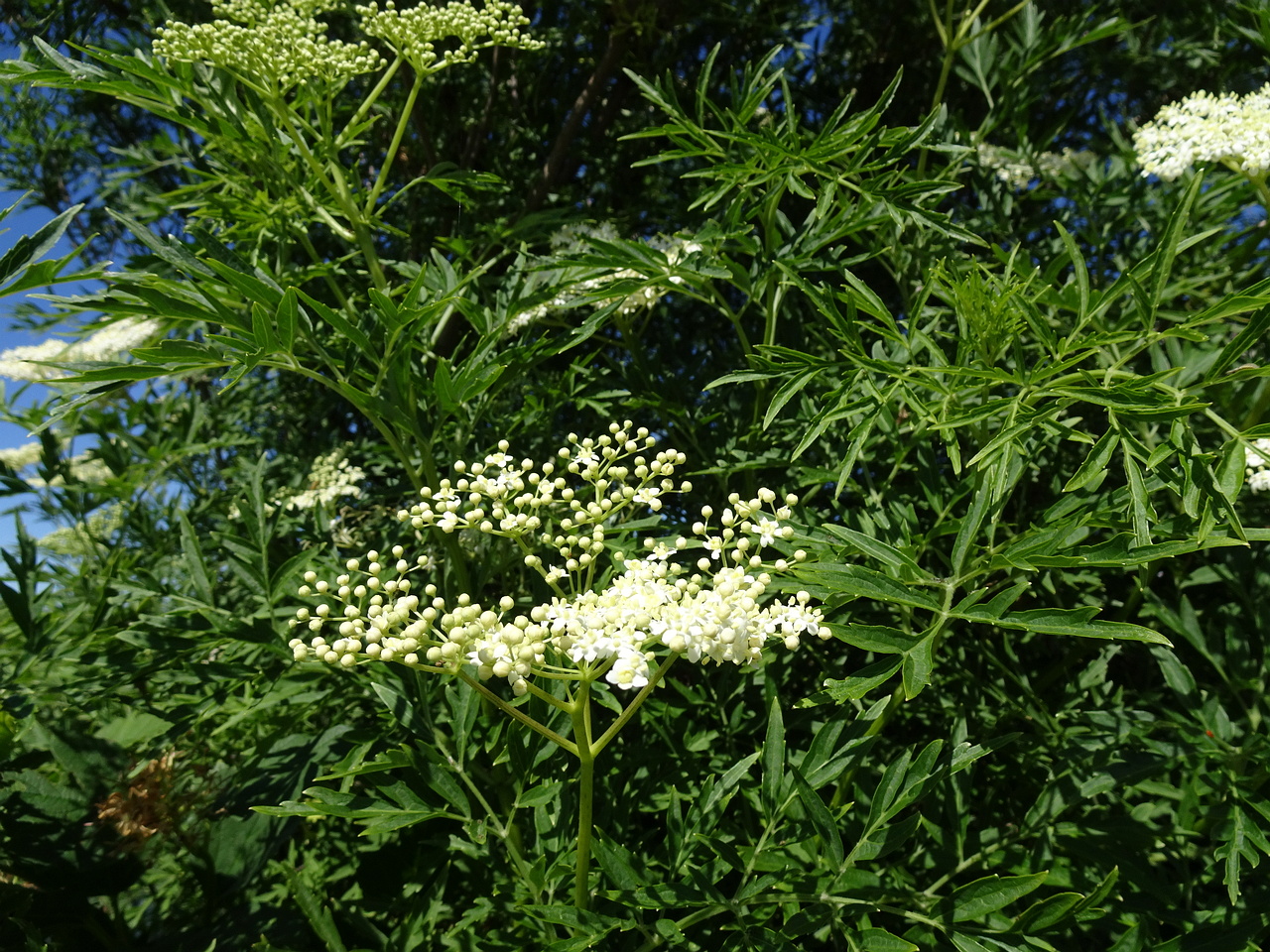 DSC08886