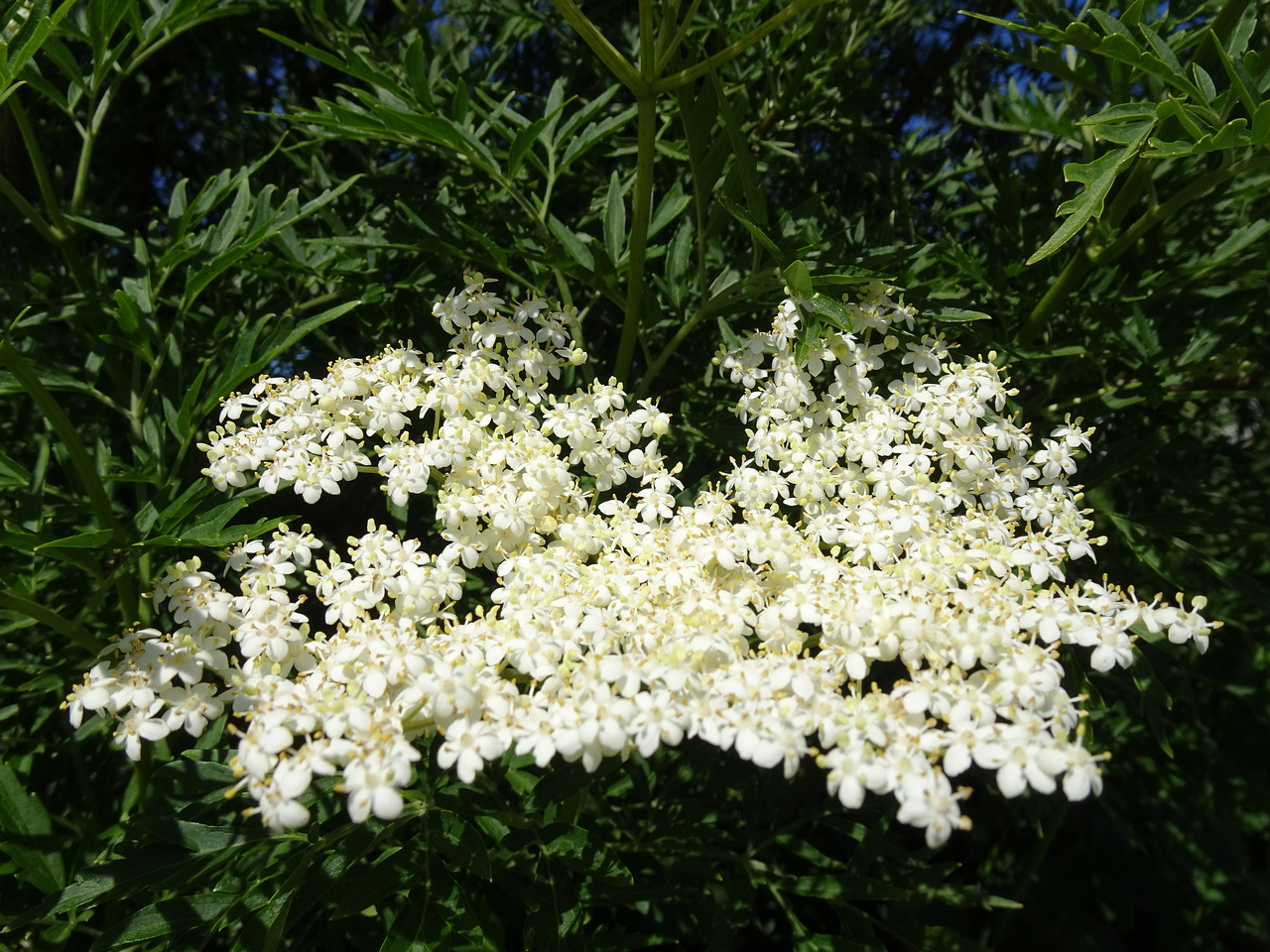 DSC08887