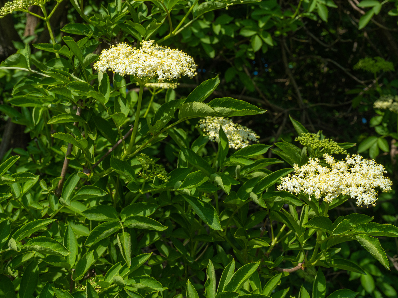 lauluvaeljak_end_hedge-304192