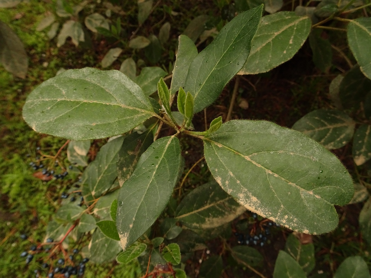 DSC02232
