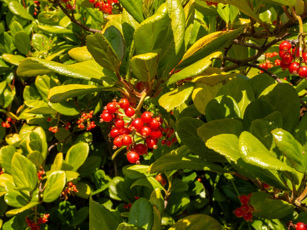Viburnum suspensum _2025-05-13_1-6