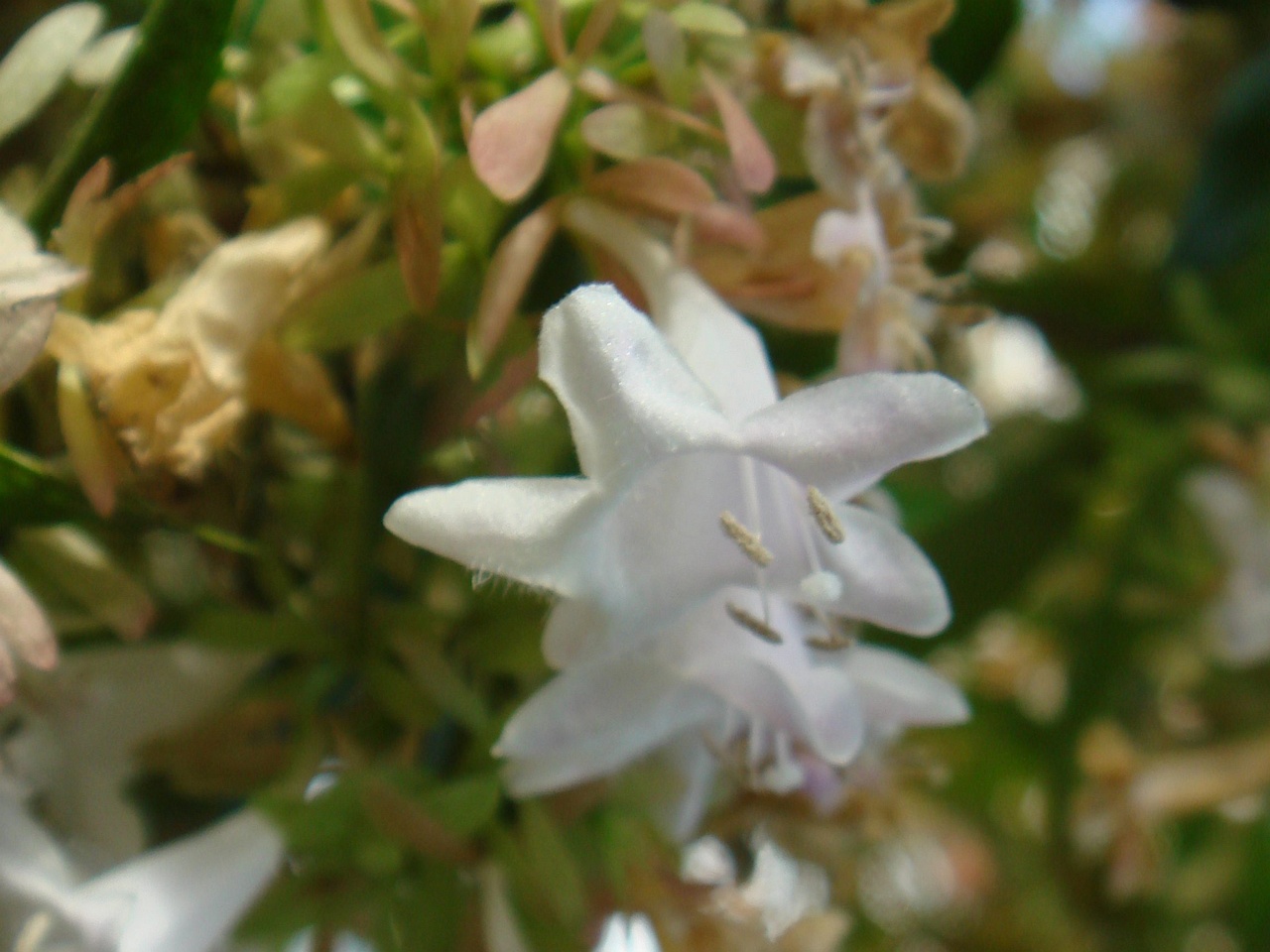 DSC00052