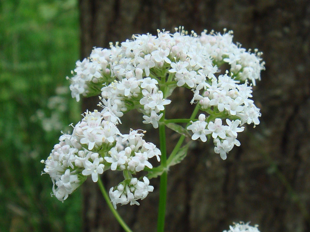 Валериана лекарственная белая форма - Valeriana officinalis f. alba