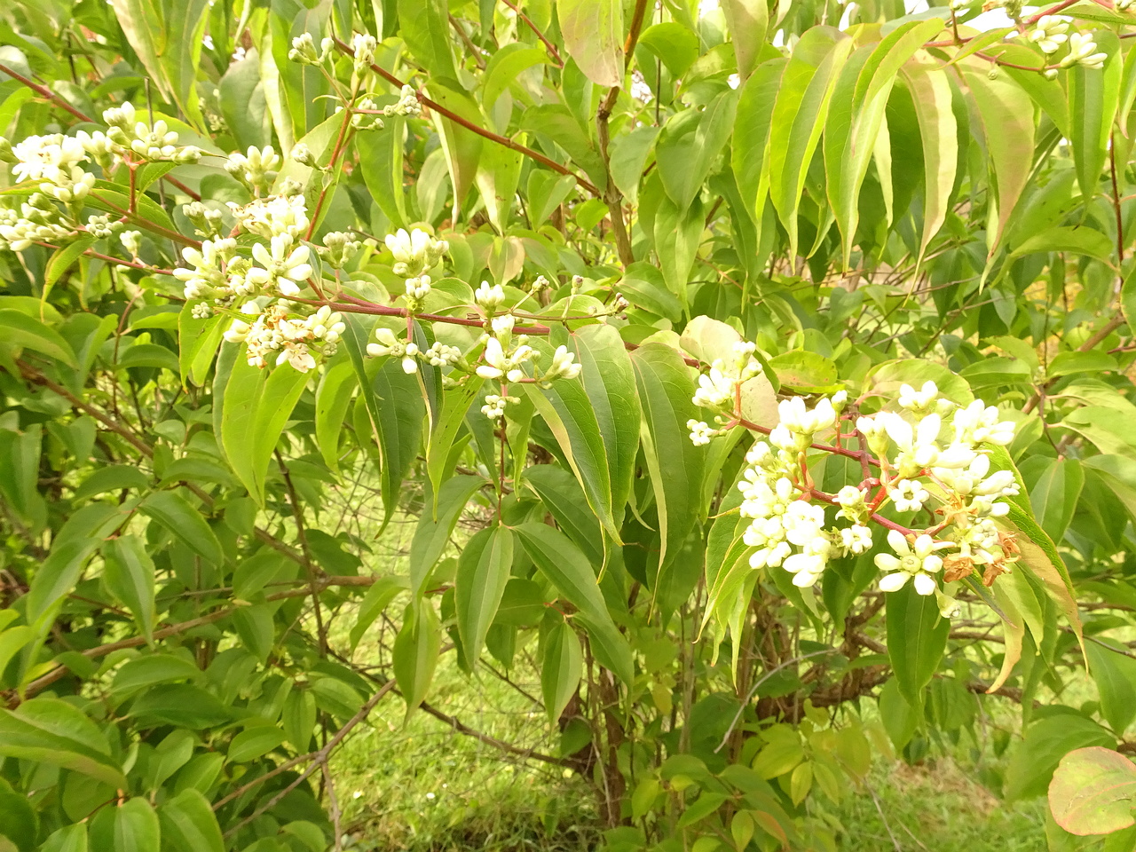 DSC05538