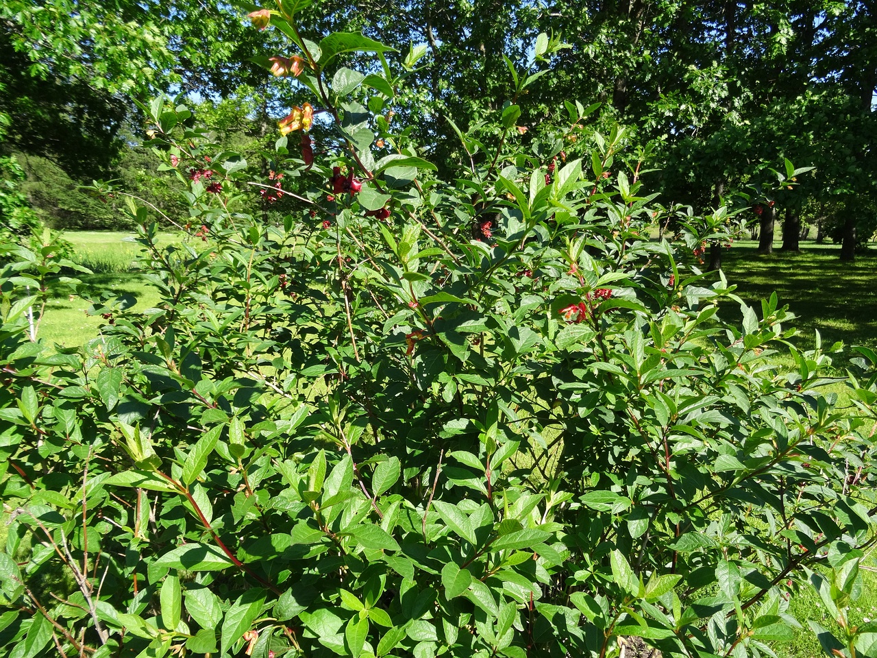 DSC04522