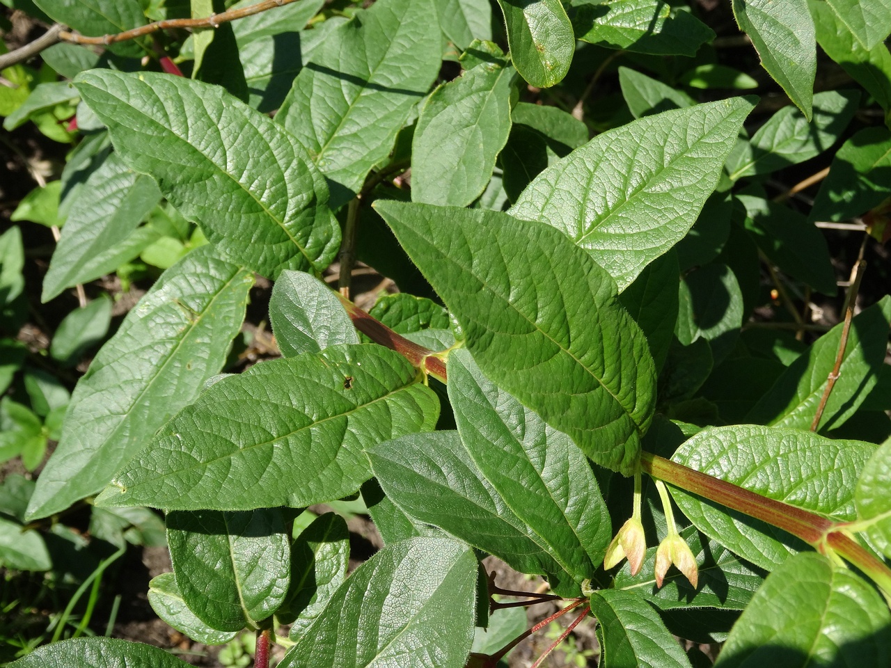 DSC04526